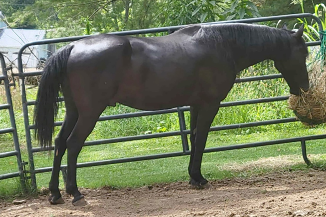Burke standing next to a metal gate while eating hay