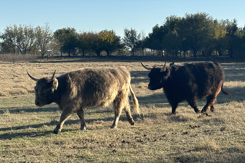 two highland cows, Wilma and Karen, in a pasture