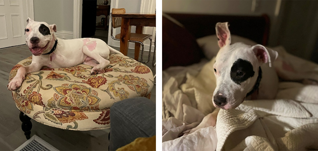 Chip at his new home