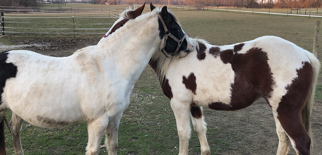 two horses