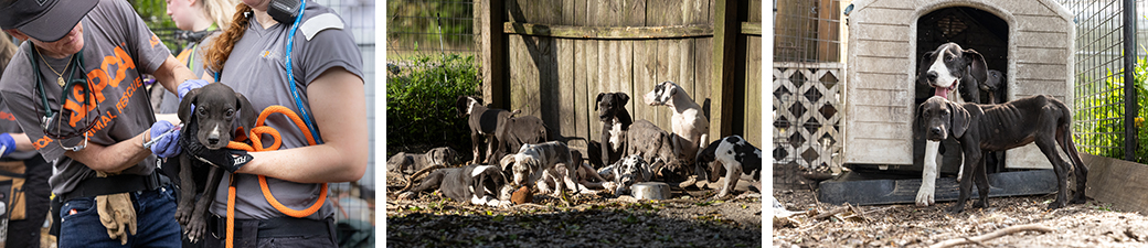 Dogs at a rescue scene