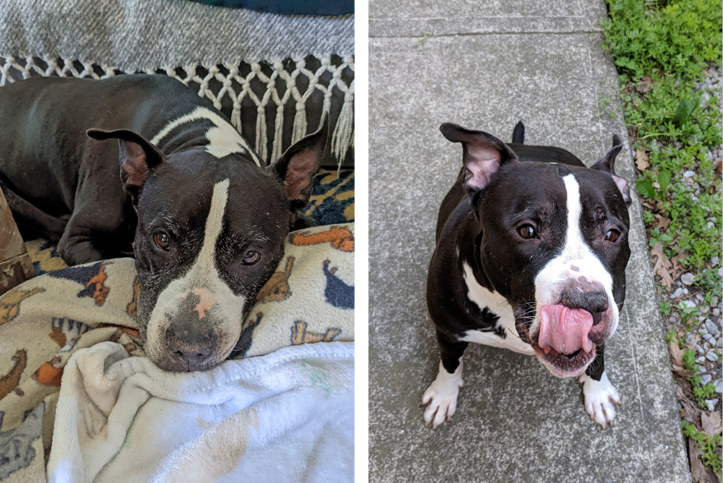 Kenny resting on blankets (left) and sitting on a side walk (right)