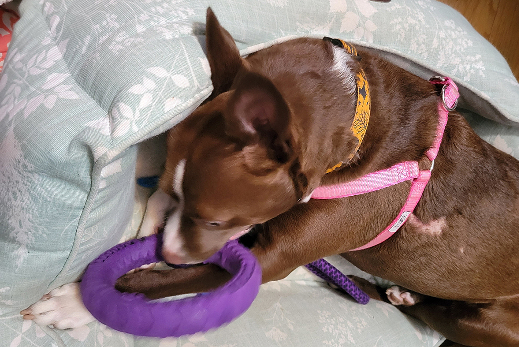 Bo with a chew toy at home