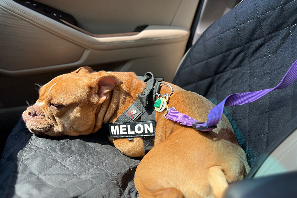 Melon in a car sleeping