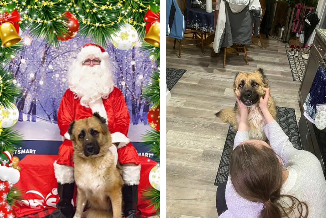 Millie with Santa and Millie being petted at home