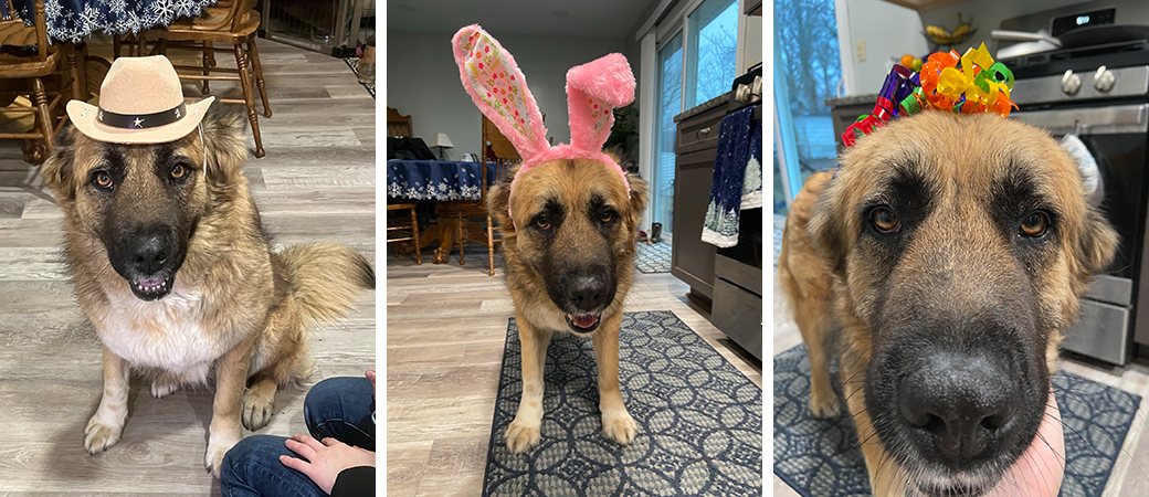 pictures of Millie wearing a hat, bunny ears, and ribbons