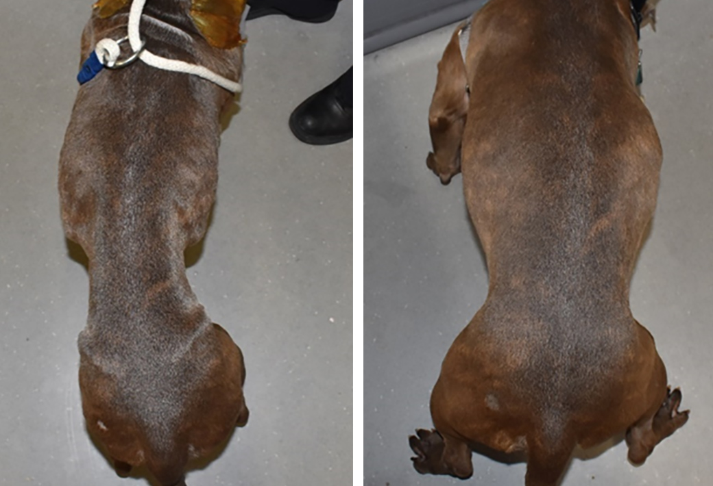 Left: Potato in an emaciated condition, right: potato after gaining 12 pounds