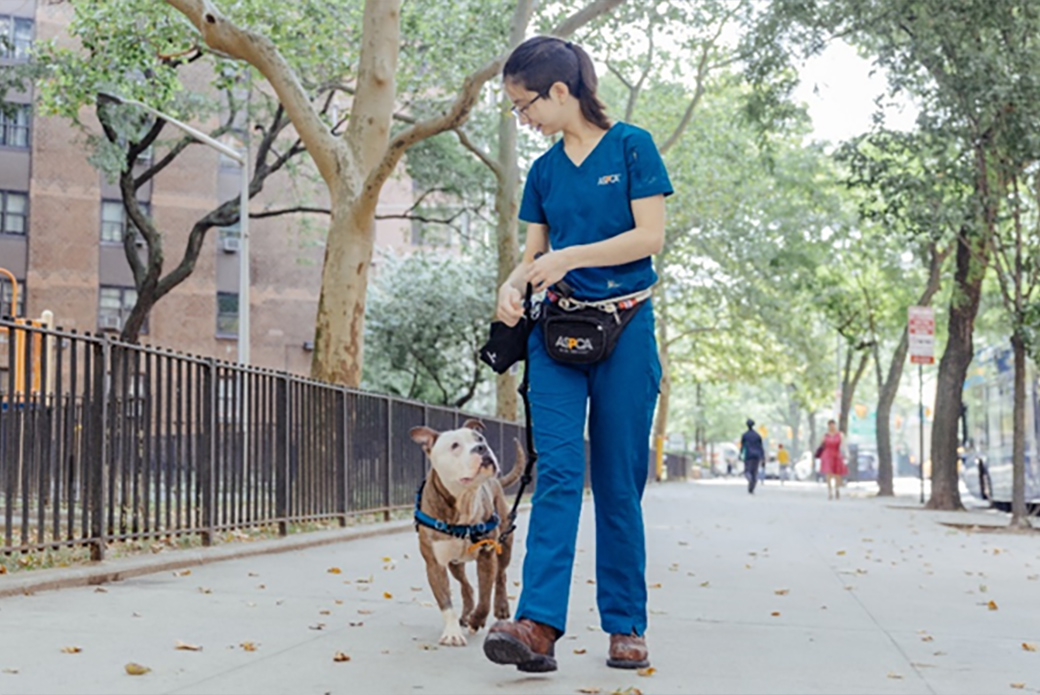 Potato on a walk with Dana Bulger, an ASPCA hospital veterinary assistant.