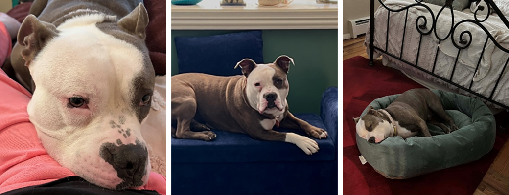 Potato, now Papi, at his new home