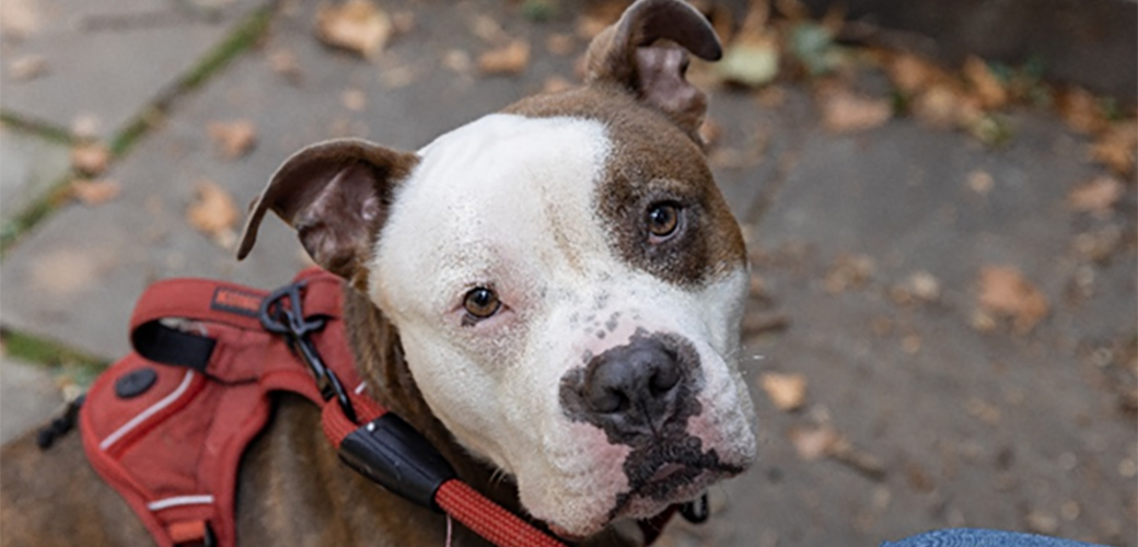 Potato outside on a walk