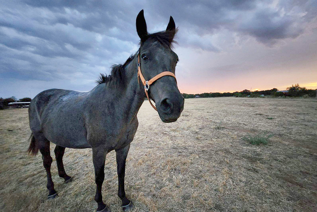 Roux in a pasture