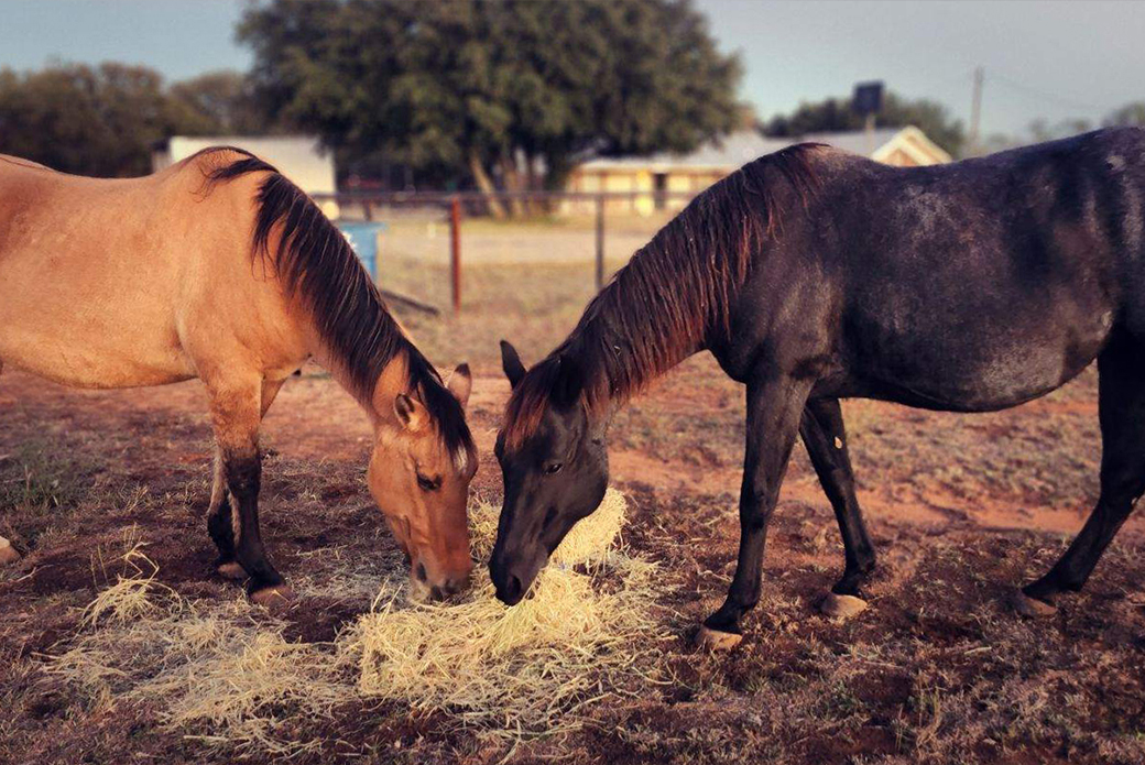 Mabel (left) and Roux (right) eating hay together