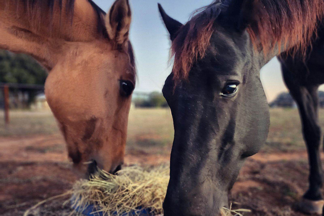 close up on Mabel (left) and Roux (right) eating hay together