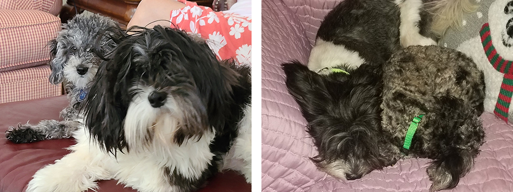 Sampson and Spot at their home