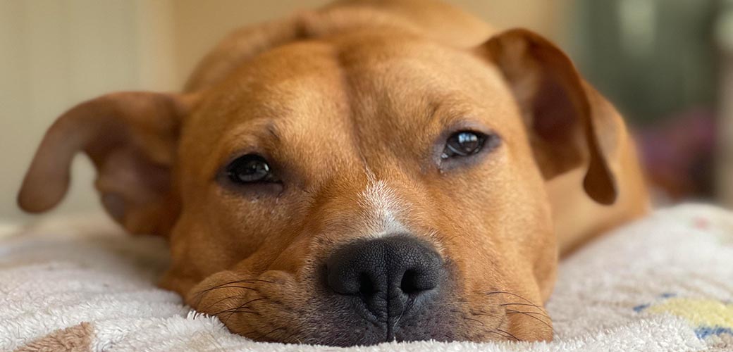 Close up on Slinky's face while he resting