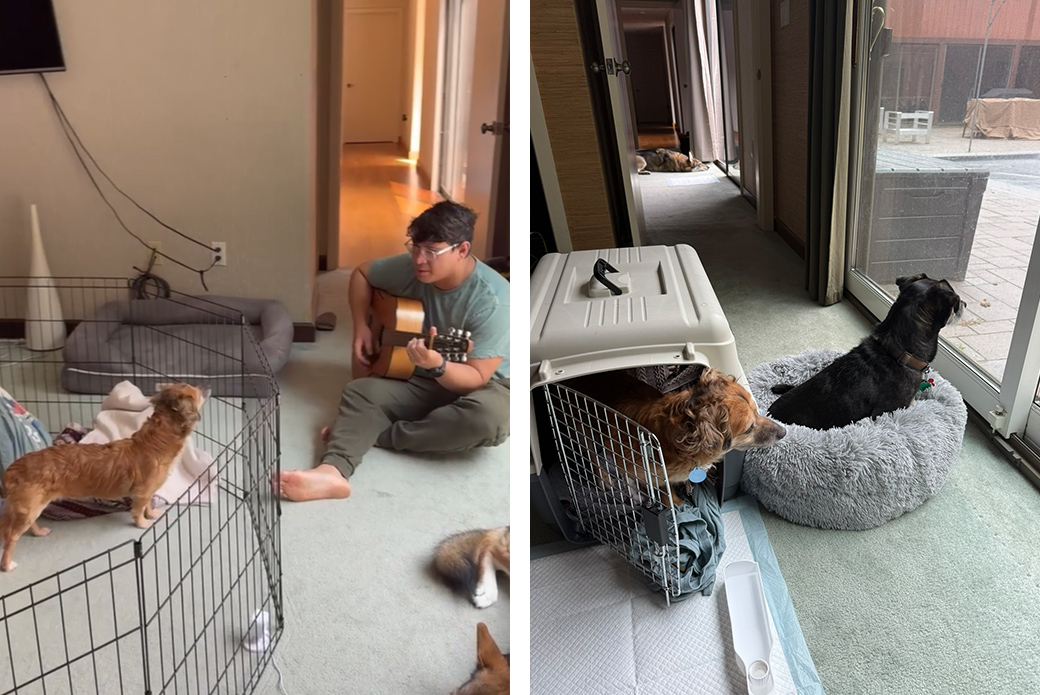 Left: Vince playing guitar for Tiki, Right: Tiki and and the other dogs