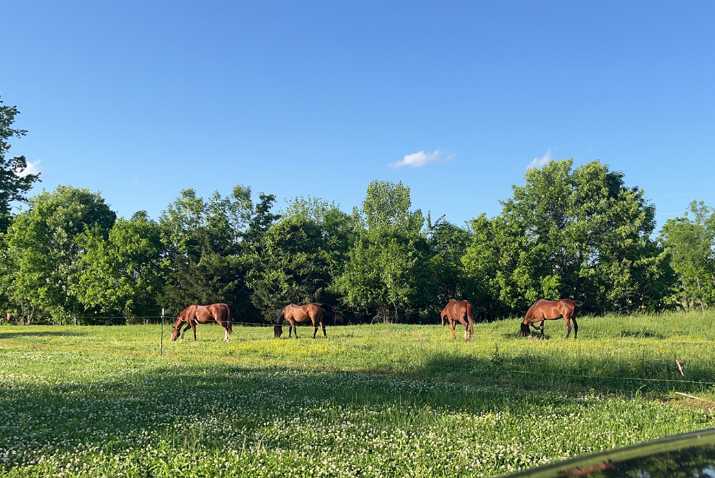 Tootsie Roll, Theo, Toledo and a friend