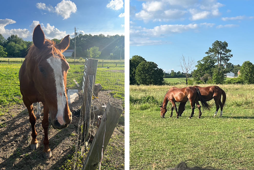 Toledo and two other horse
