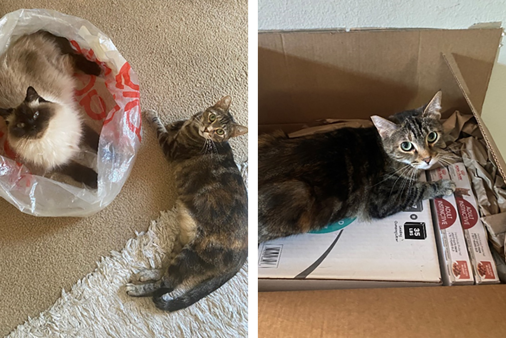 Left: Tulip with Carmela, Right: Tulip in a box