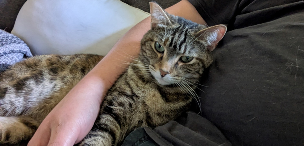 Tulip cuddling on a couch