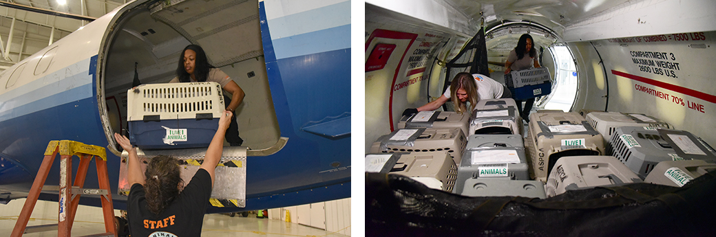 Ziv (at the time named Leo) being loaded onto a transport plane