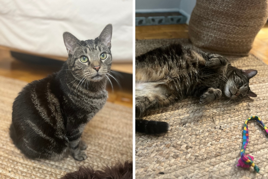A cat looking up at the viewer and a cat rolling over showing their belly