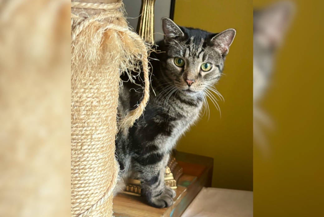 A brown tabby cat looking at twine