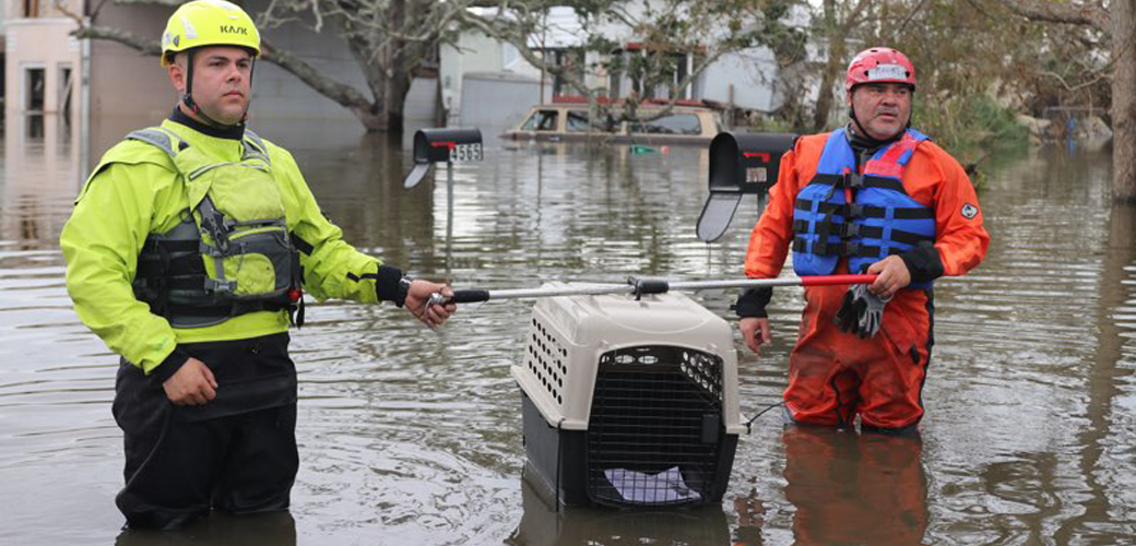 Rescuers with crate in water