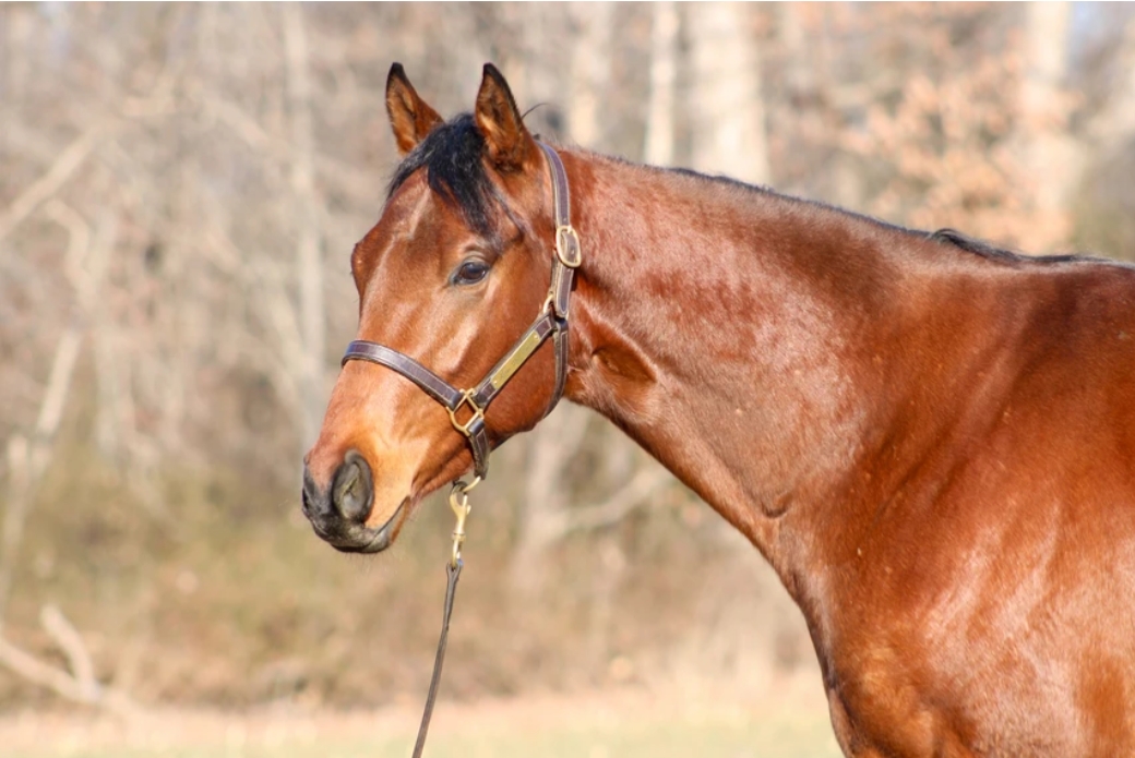 Side profile of a horse wearing a head halter