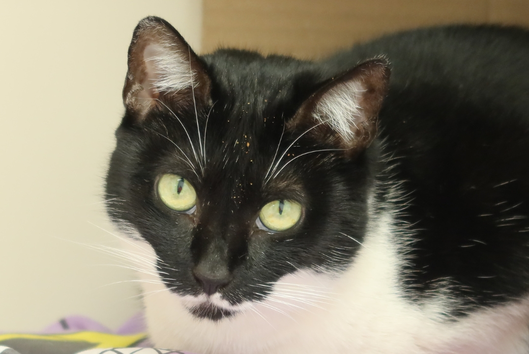 A black and white cat looking at the viewer