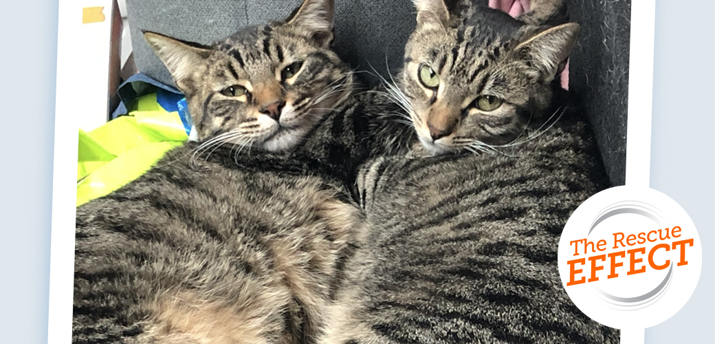 Jasper and Alice Love to Cuddle! Will You Invite Them Into Your Home?