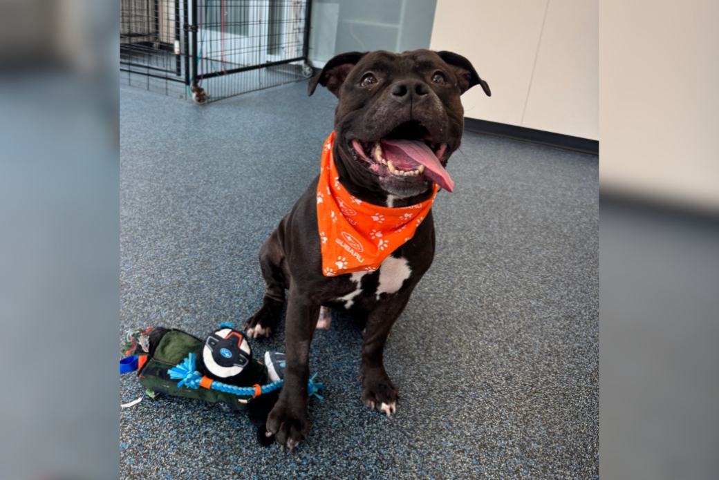 A black-and-white dog wearing an orange bandana