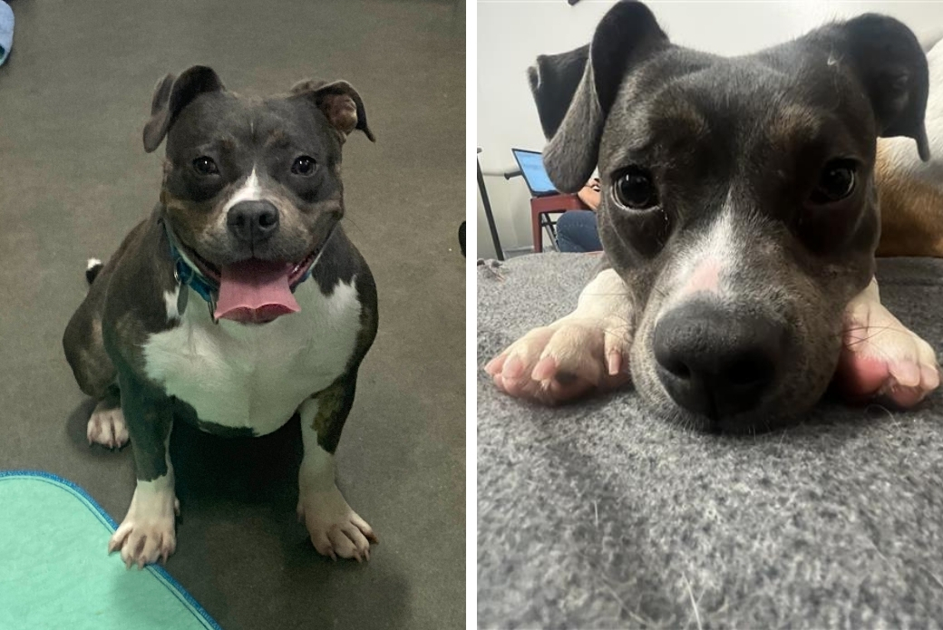 A dog sitting up and smiling, and the same dog lying down with her face between her paws
