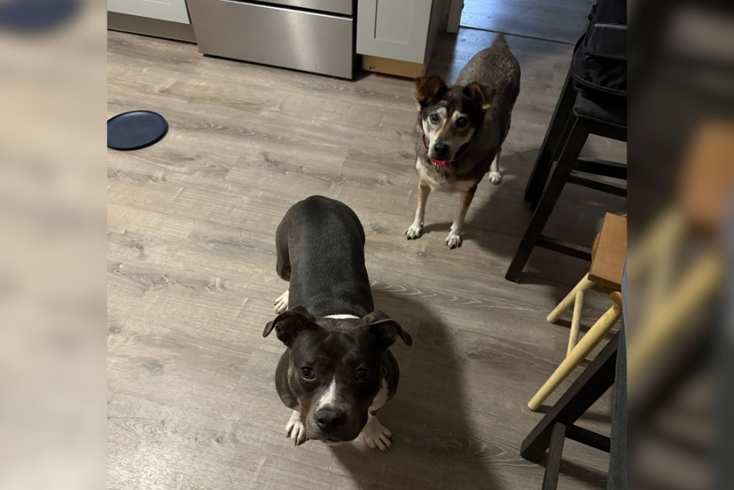 Two dogs standing in a kitchen, looking at the viewer