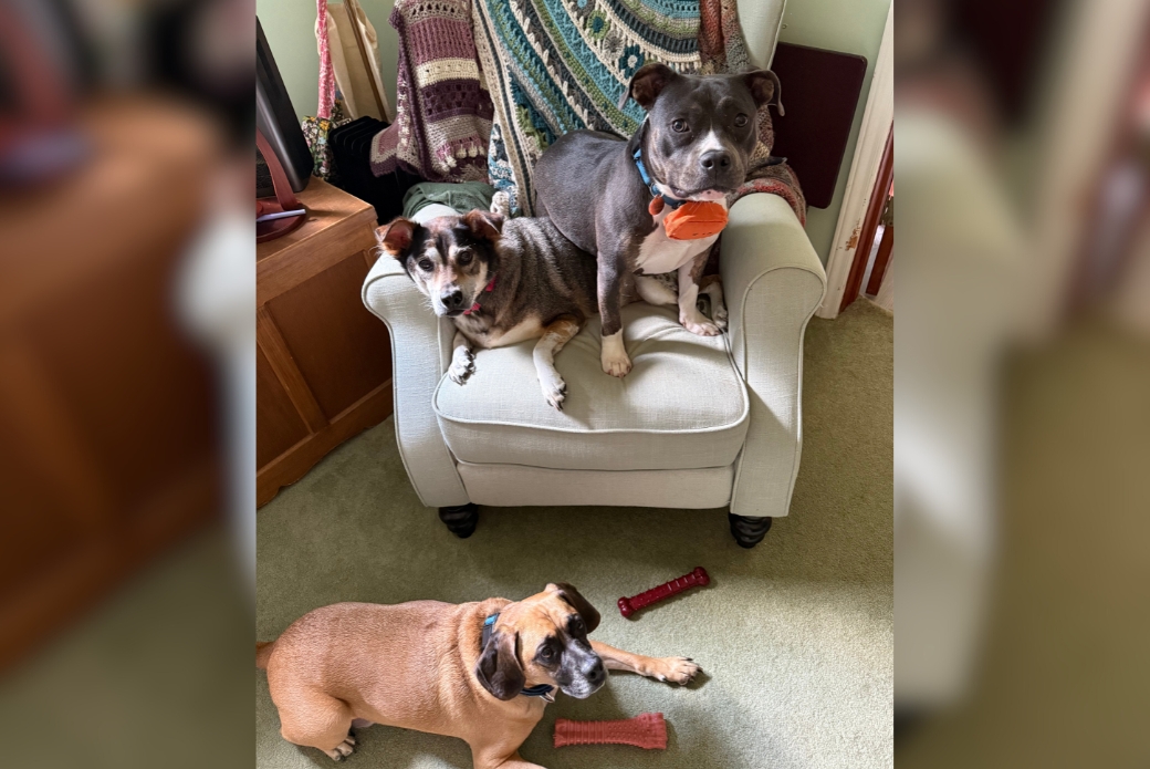 Two dogs sharing an armchair, and a third dog lying on the floor below them