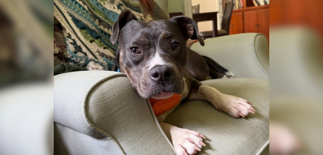 A dog lying down on an armchair