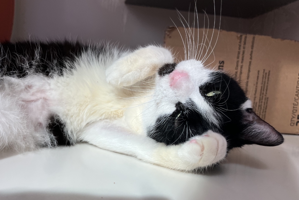 A cat looking at the viewer upside-down on their back