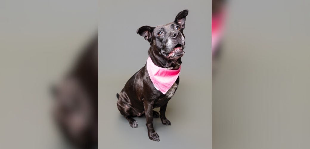 A smiling dog wearing a pink bandana