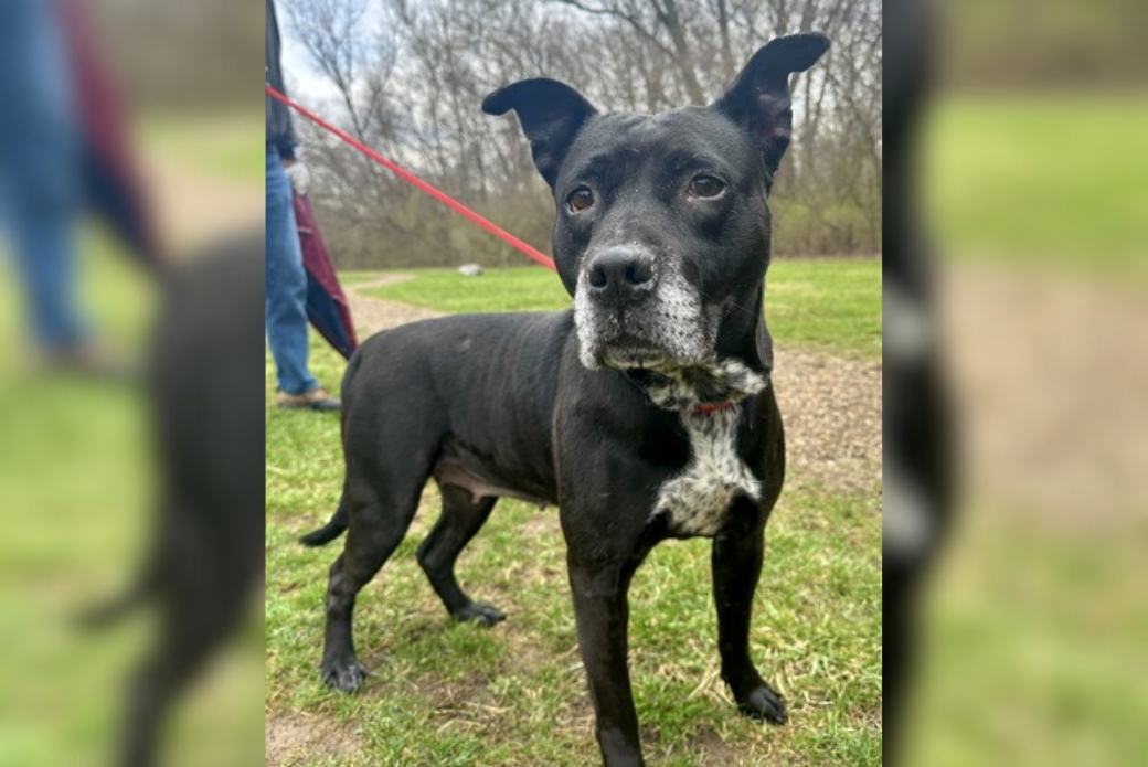 A leashed dog walking down a grassy path