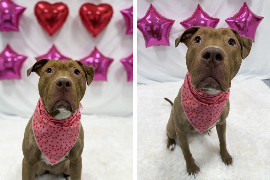 Leapfrog inside with heart and star balloons