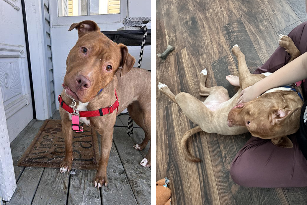 Leapfrog head tilted on front porch (L) and playing inside (R)