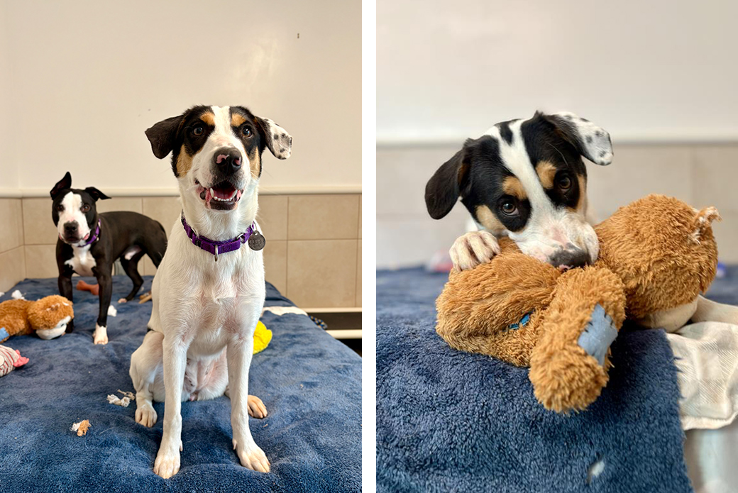 A brown and white dog sitting up, and the same dog chewing on a stuffed toy