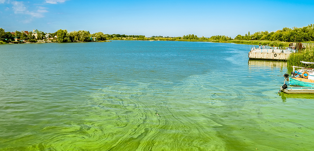 blue-green algae