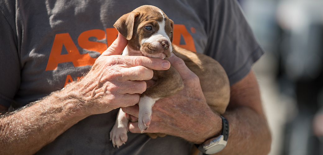 ASPCA Responds to Hurricane Irma