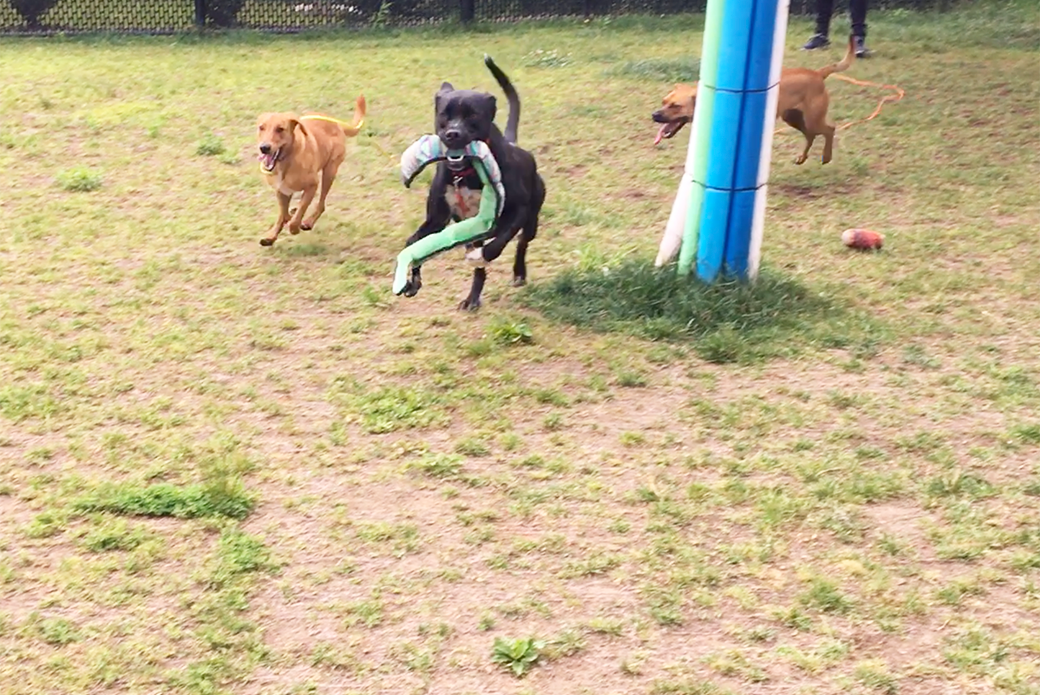 Matilda playing with dog friends