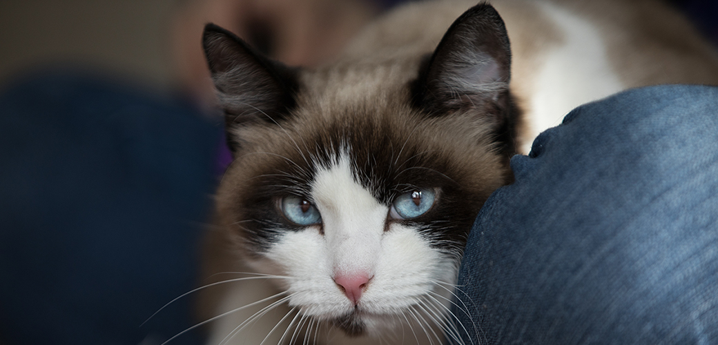 a cat with blue eyes