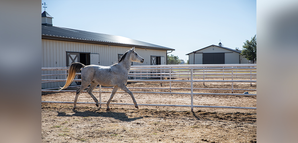 a horse walking around a corrale