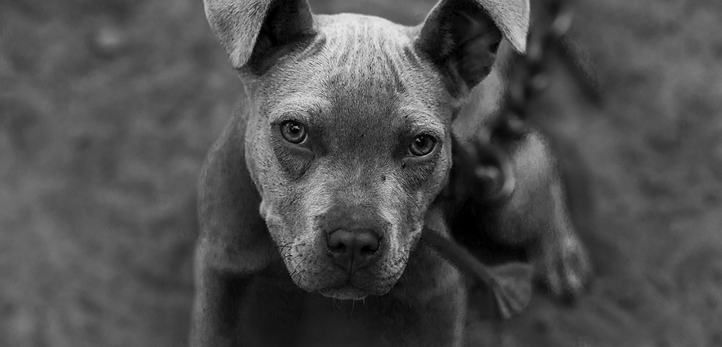 pitbull puppy