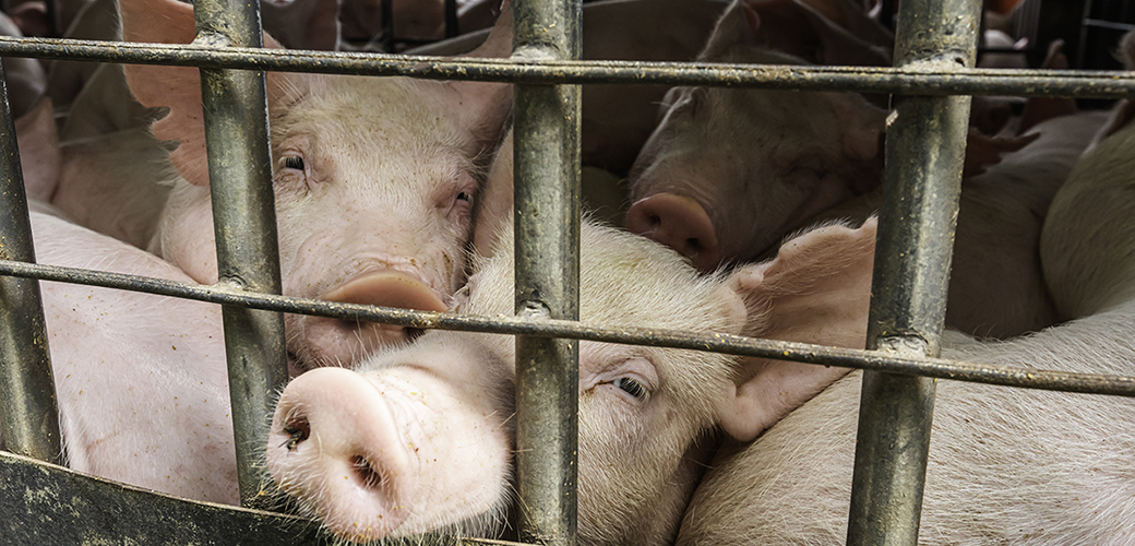 pigs in a cramped dirty pen