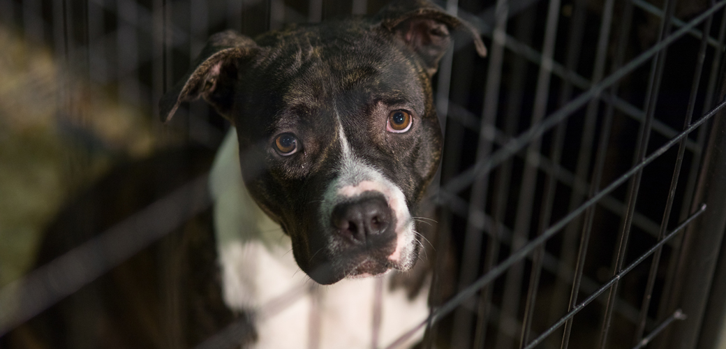 a pittbull in a cage